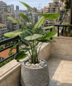 Palmier Éventail 140 cm