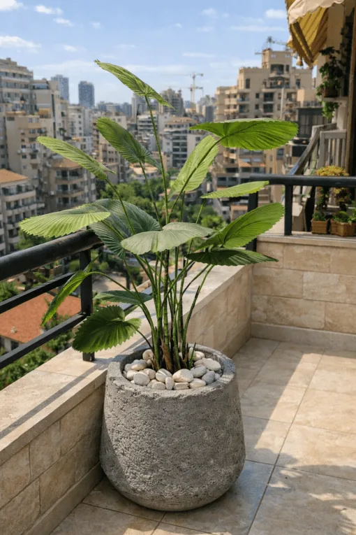 Palmier Éventail 140 cm