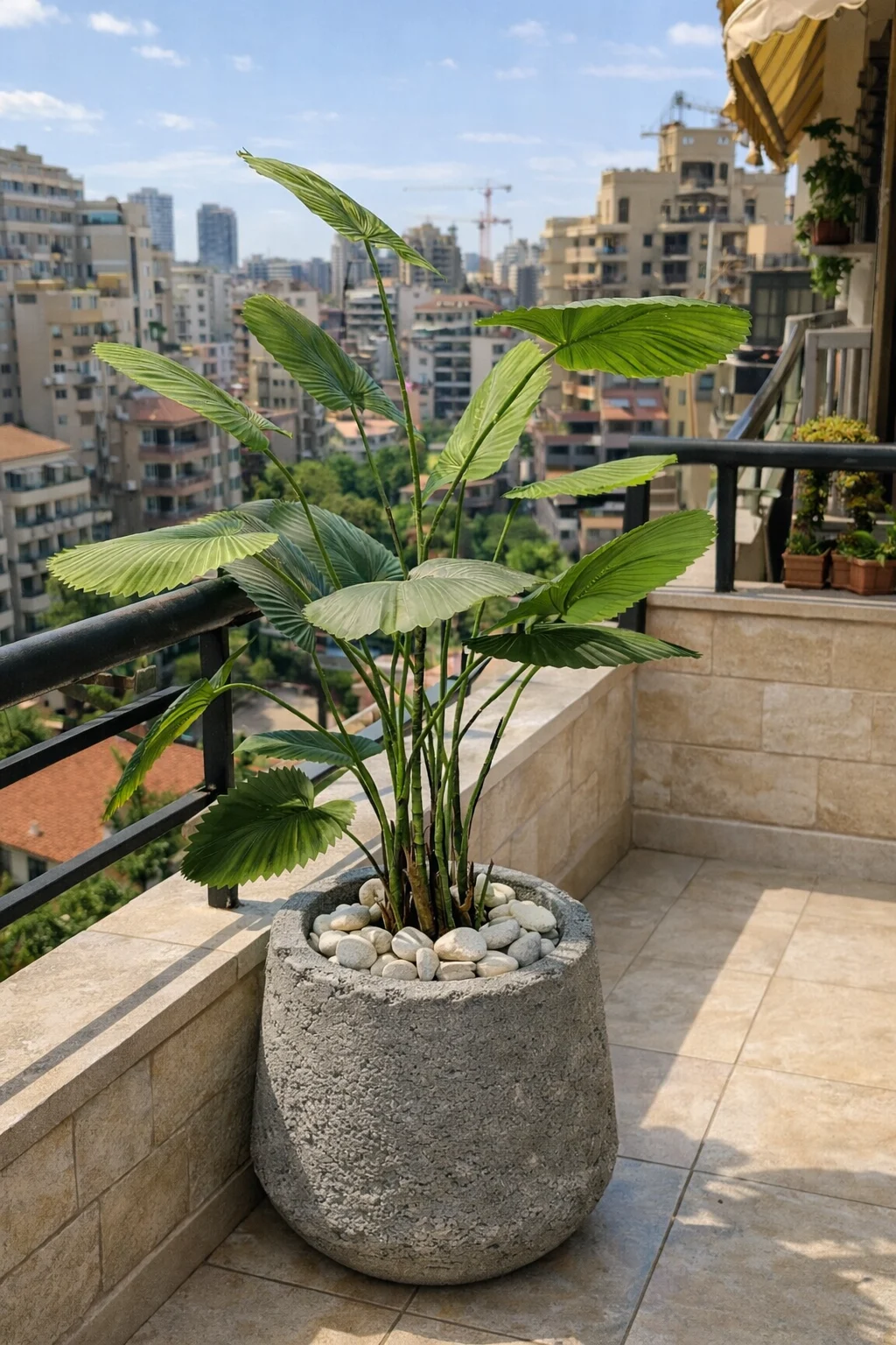 Palmier Éventail 140 cm