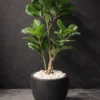 Ficus Lyrata 120 cm