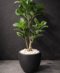 Ficus Lyrata 120 cm