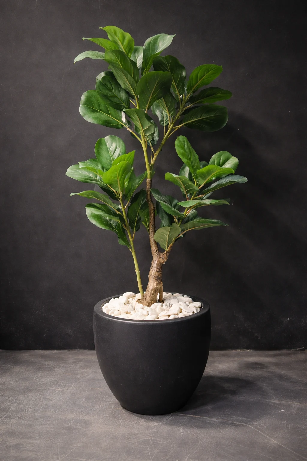 Ficus Lyrata 120 cm