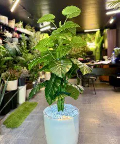 Plante Alocasia 130 cm
