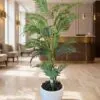 Areca Palm 140 cm styled in an interior — Neon Jungle Studios