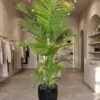 Areca Palm Bright green 220 cm styled in an interior — Neon Jungle Studios