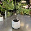 Areca 30 cm