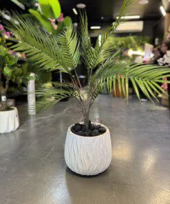 Areca 30 cm