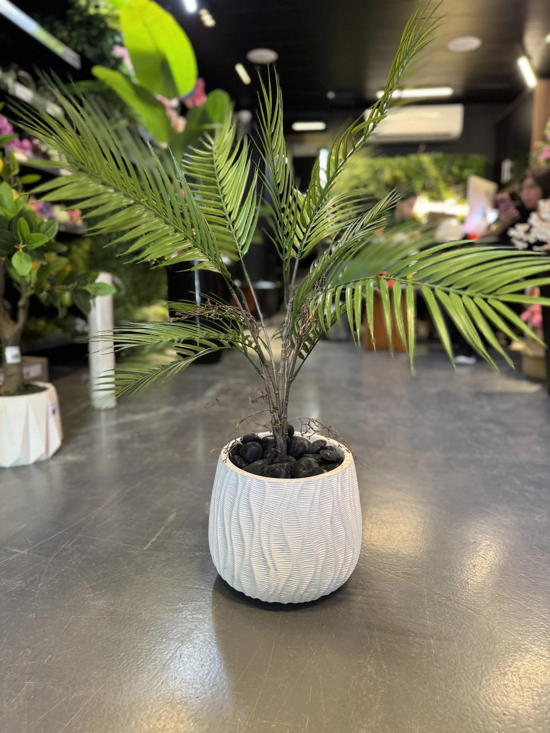 Areca 30 cm