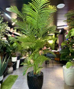 Palmier Areca Bright green 220 cm