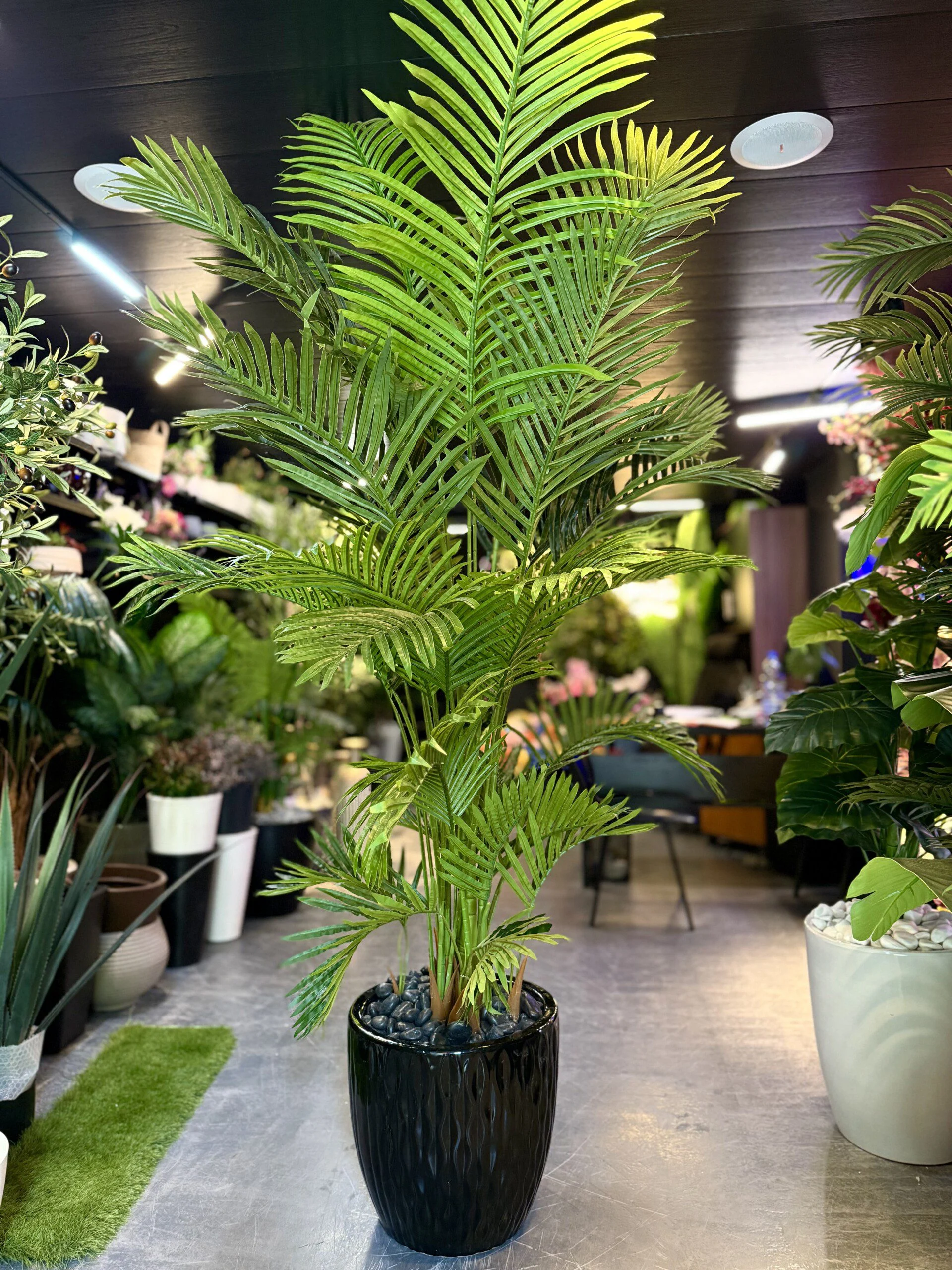 Palmier Areca Bright green 220 cm