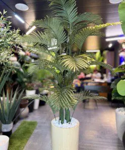 Palmier Areca Dark green 200 cm