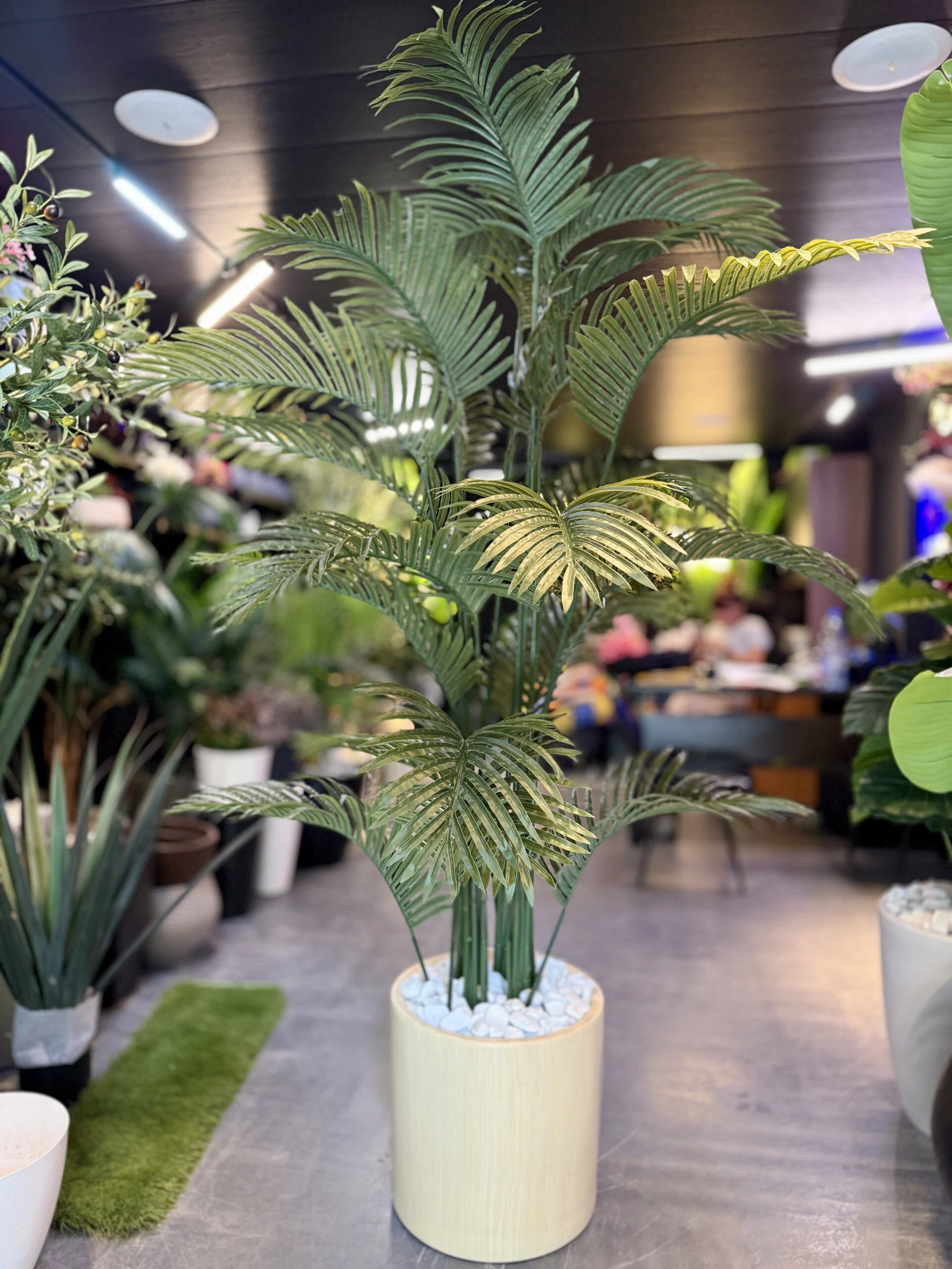 Palmier Areca Dark green 200 cm