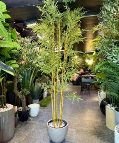 Bambou 240 cm