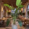 Banana Palm 250 cm styled in an interior — Neon Jungle Studios
