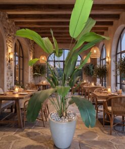 Banana Palm 250 cm styled in an interior — Neon Jungle Studios