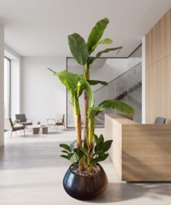 Banana Palm 3 trunks 200 cm with leaves arrangement styled in an interior — Neon Jungle Studios