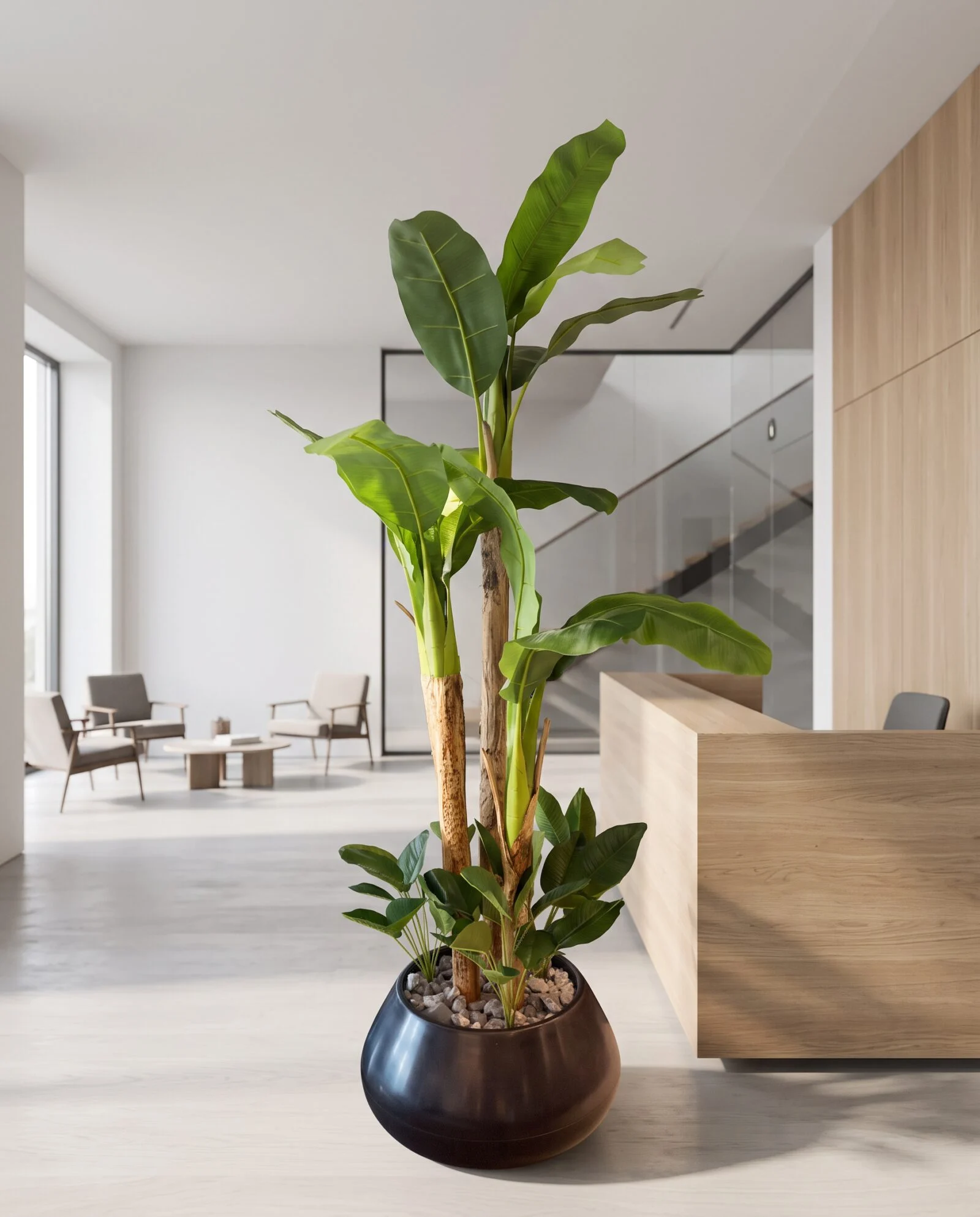 Banana Palm 3 trunks 200 cm with leaves arrangement styled in an interior — Neon Jungle Studios