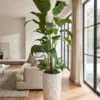 Birds of Paradise 200 cm with 2 bouquets arrangement styled in an interior — Neon Jungle Studios