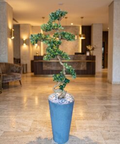 Bucida Spinosa Bonsai 120 cm styled in an interior — Neon Jungle Studios