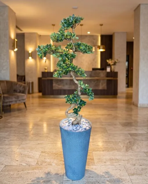 Bucida Spinosa Bonsai 120 cm styled in an interior — Neon Jungle Studios