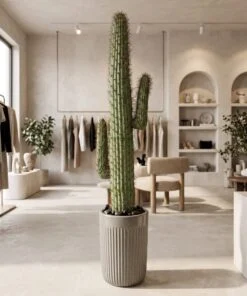Cactus 140 cm styled in an interior — Neon Jungle Studios