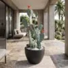 Cactus Arrangement with planter A styled in an interior — Neon Jungle Studios