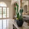 Cactus Arrangement with planter B styled in an interior — Neon Jungle Studios