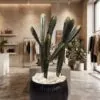 Cactus set of three 70 cm styled in an interior — Neon Jungle Studios