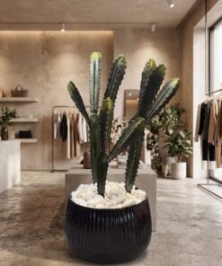 Cactus set of three 70 cm styled in an interior — Neon Jungle Studios