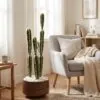 Cactus set of three 85 cm styled in an interior — Neon Jungle Studios
