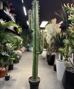 Cactus 2 bras 150 cm