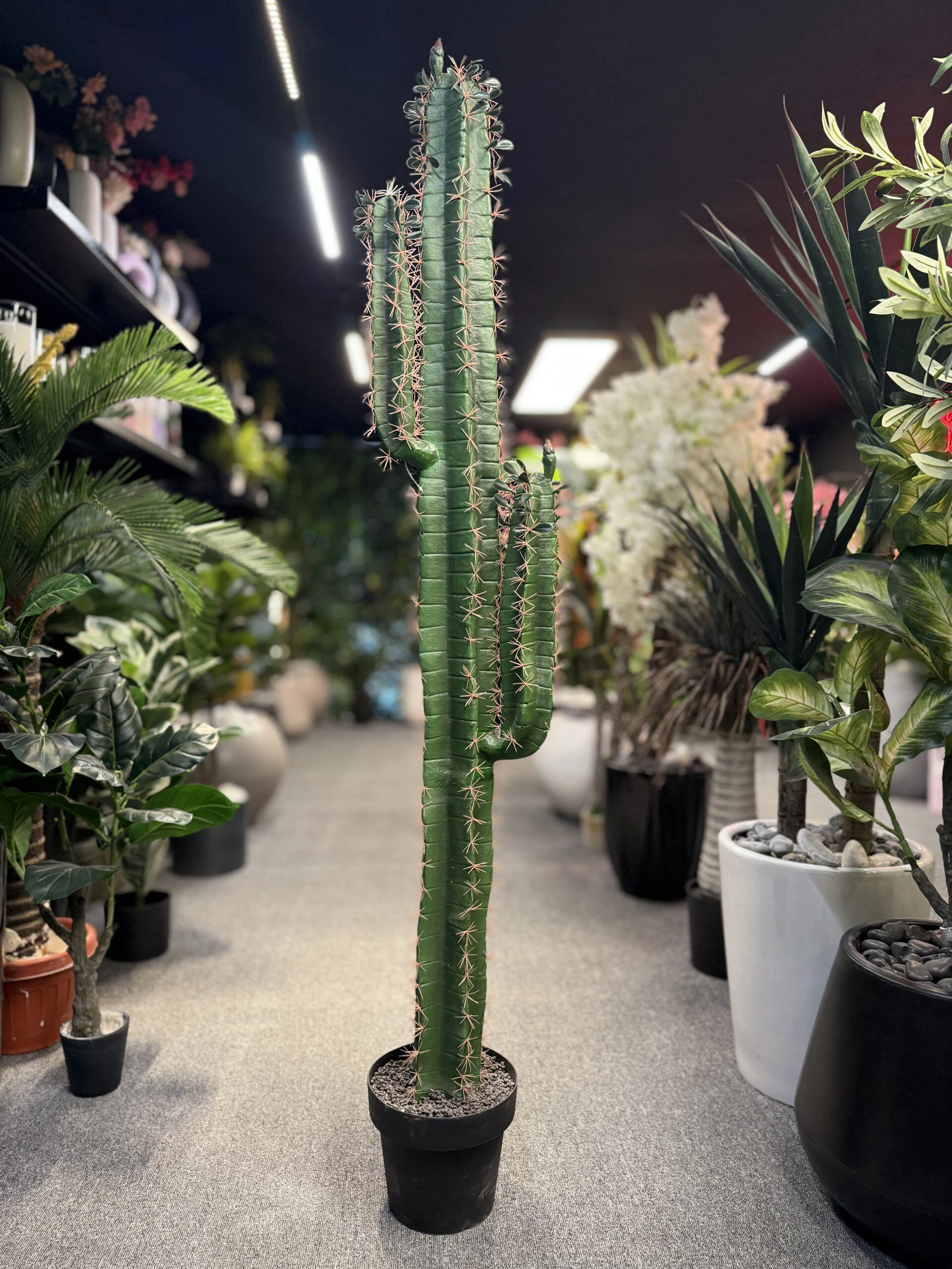 Cactus 2 bras 150 cm