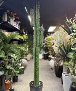Cactus 2 bras 185 cm
