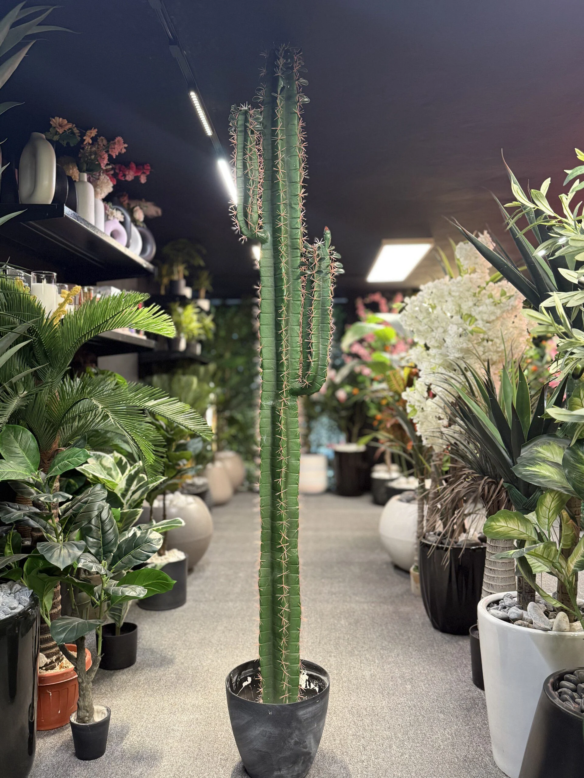 Cactus 2 bras 185 cm