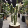 Ensemble de 3 Cactus 85 cm
