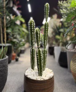Ensemble de 3 Cactus 85 cm