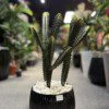 Ensemble de 3 Cactus 70 cm