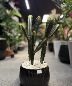 Ensemble de 3 Cactus 70 cm