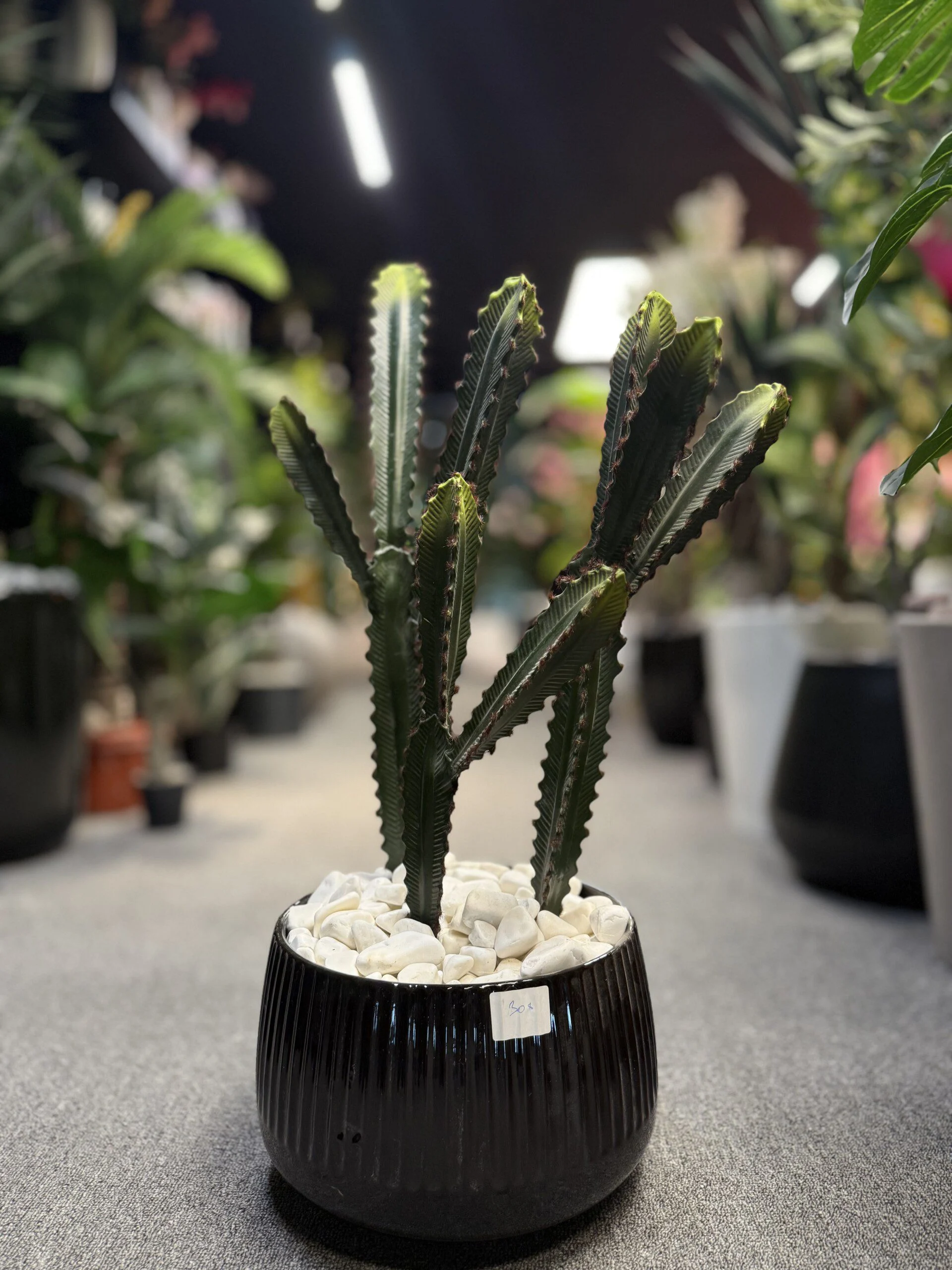 Ensemble de 3 Cactus 70 cm