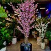 Cerisier en Fleurs Pink 180 cm