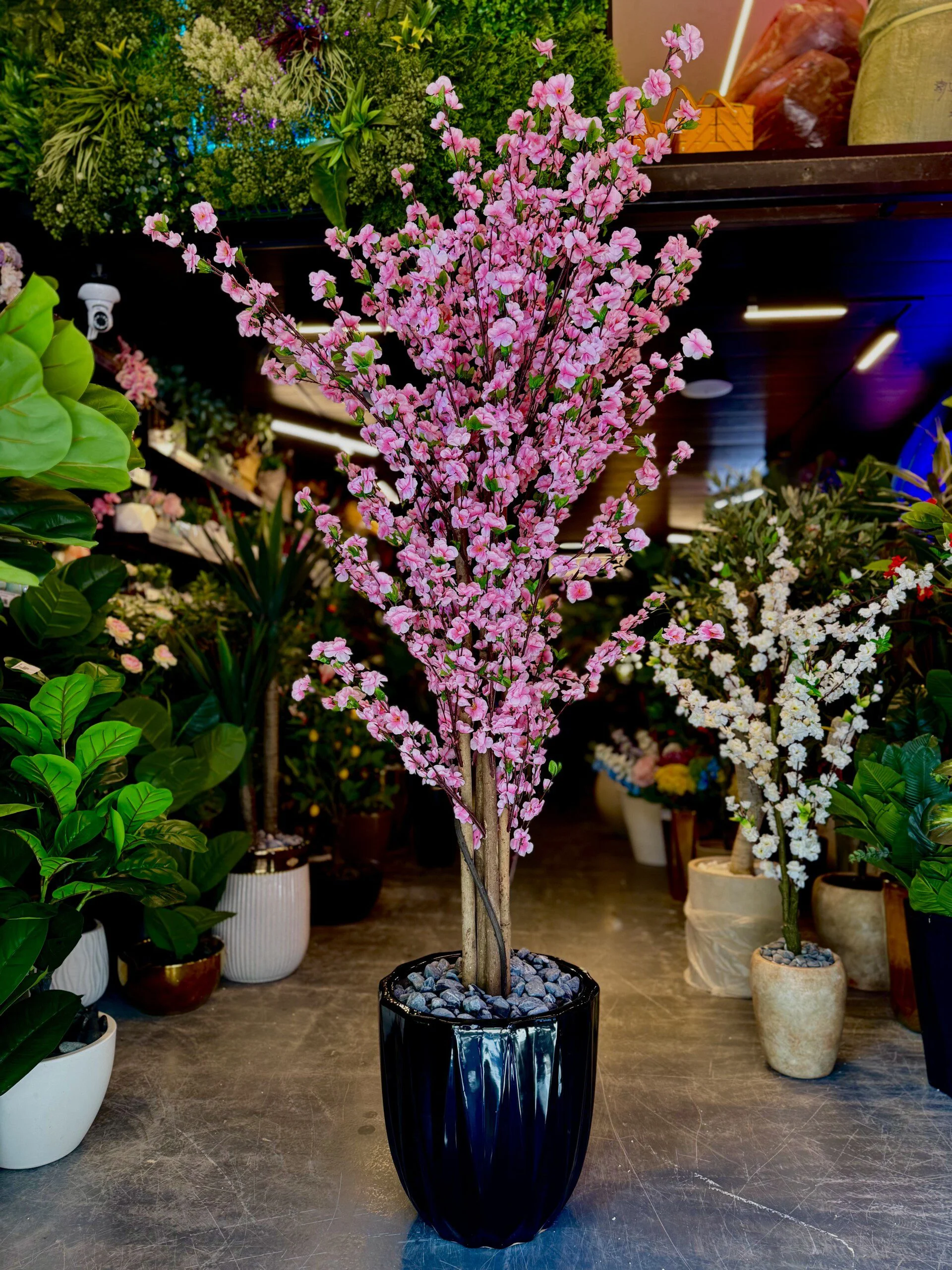 Cerisier en Fleurs Pink 180 cm