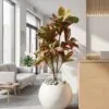 Croton Tree Red 120 cm styled in an interior — Neon Jungle Studios