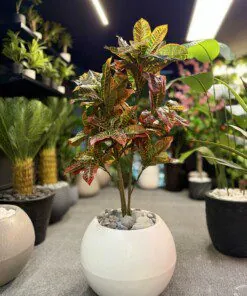 Croton Red 120 cm