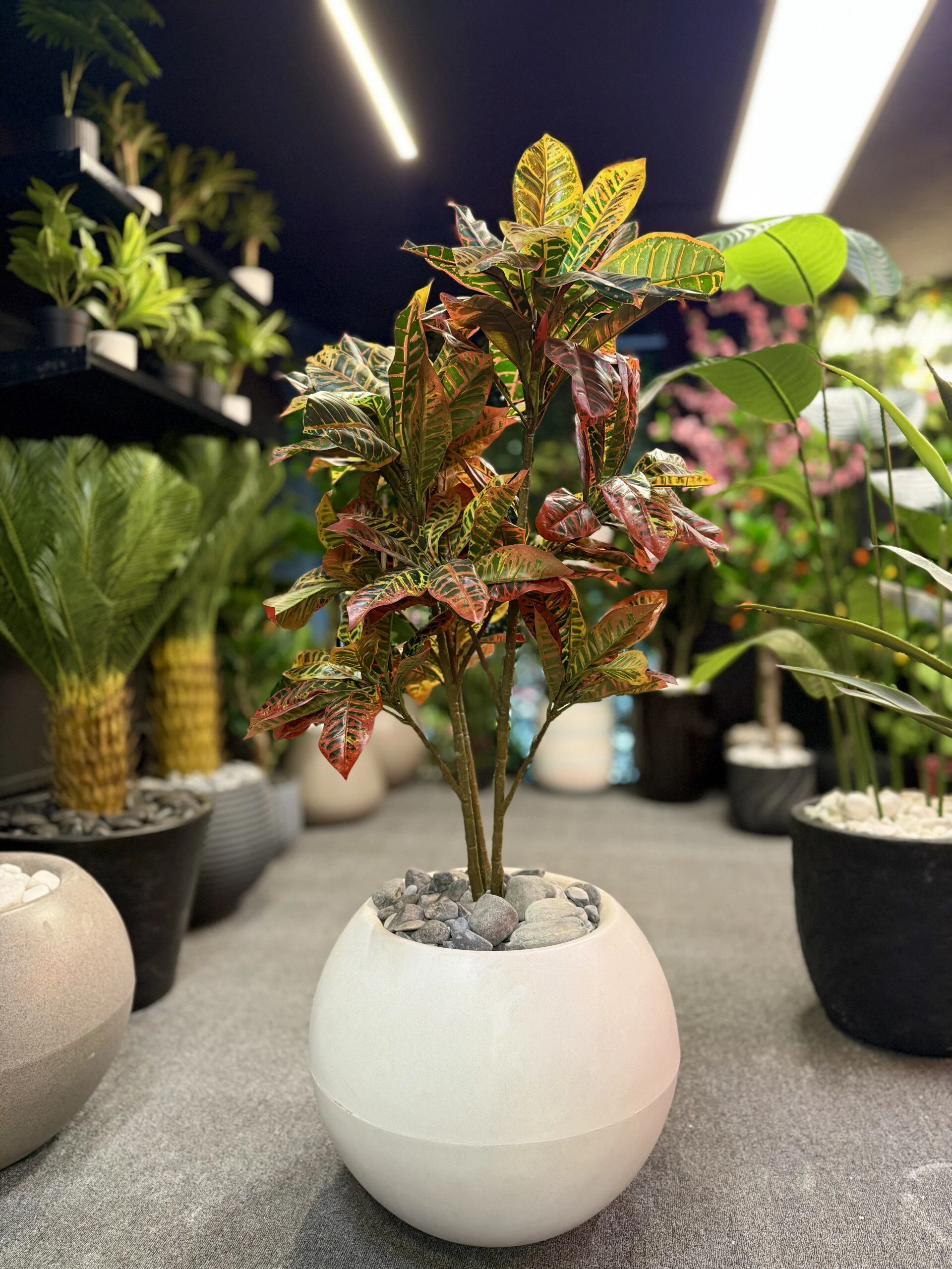 Croton Red 120 cm