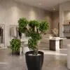 Custom Bonsai Tree 140*140*70 styled in an interior — Neon Jungle Studios