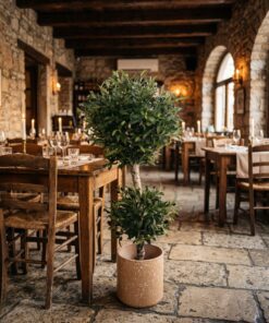 Custom Olive Bonsai 100 cm styled in an interior — Neon Jungle Studios