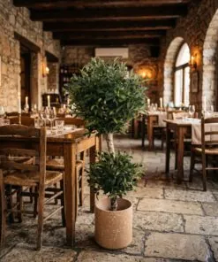Custom Olive Bonsai 100 cm styled in an interior — Neon Jungle Studios