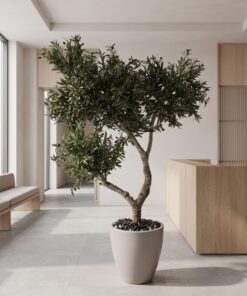 Custom Olive Tree 170*150 styled in an interior — Neon Jungle Studios