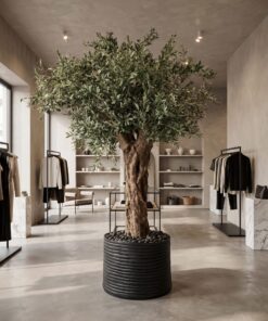 Custom Olive Tree 250*180 cm Thick Trunk styled in an interior — Neon Jungle Studios