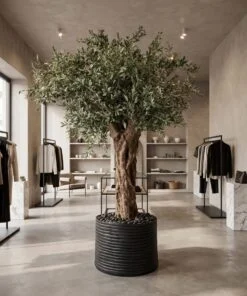 Custom Olive Tree 250*180 cm Thick Trunk styled in an interior — Neon Jungle Studios